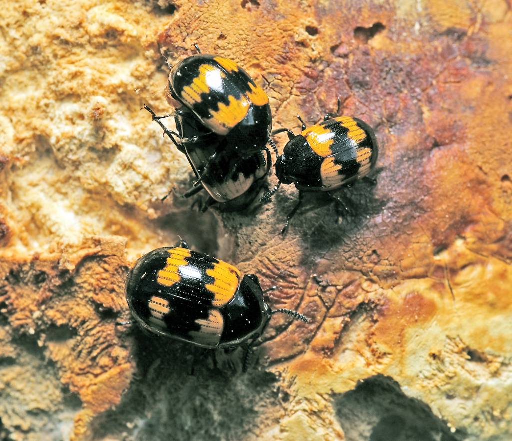 Diaperis boleti - Чернотелка трутовиковая (грибная, Вонючка березовая)