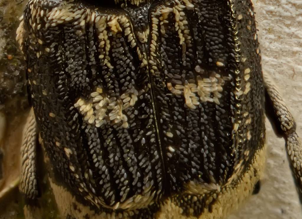 Valgus hemipterus - Пестряк короткокрылый (коротконадкрылый)
