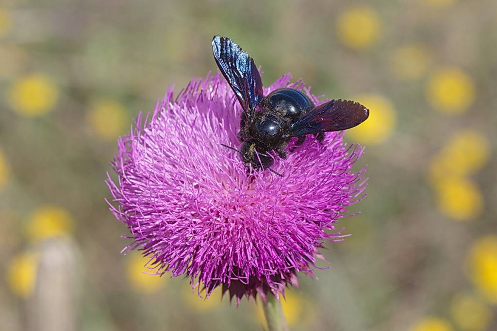 Xylocopa violacea - Пчела-плотник фиолетовая