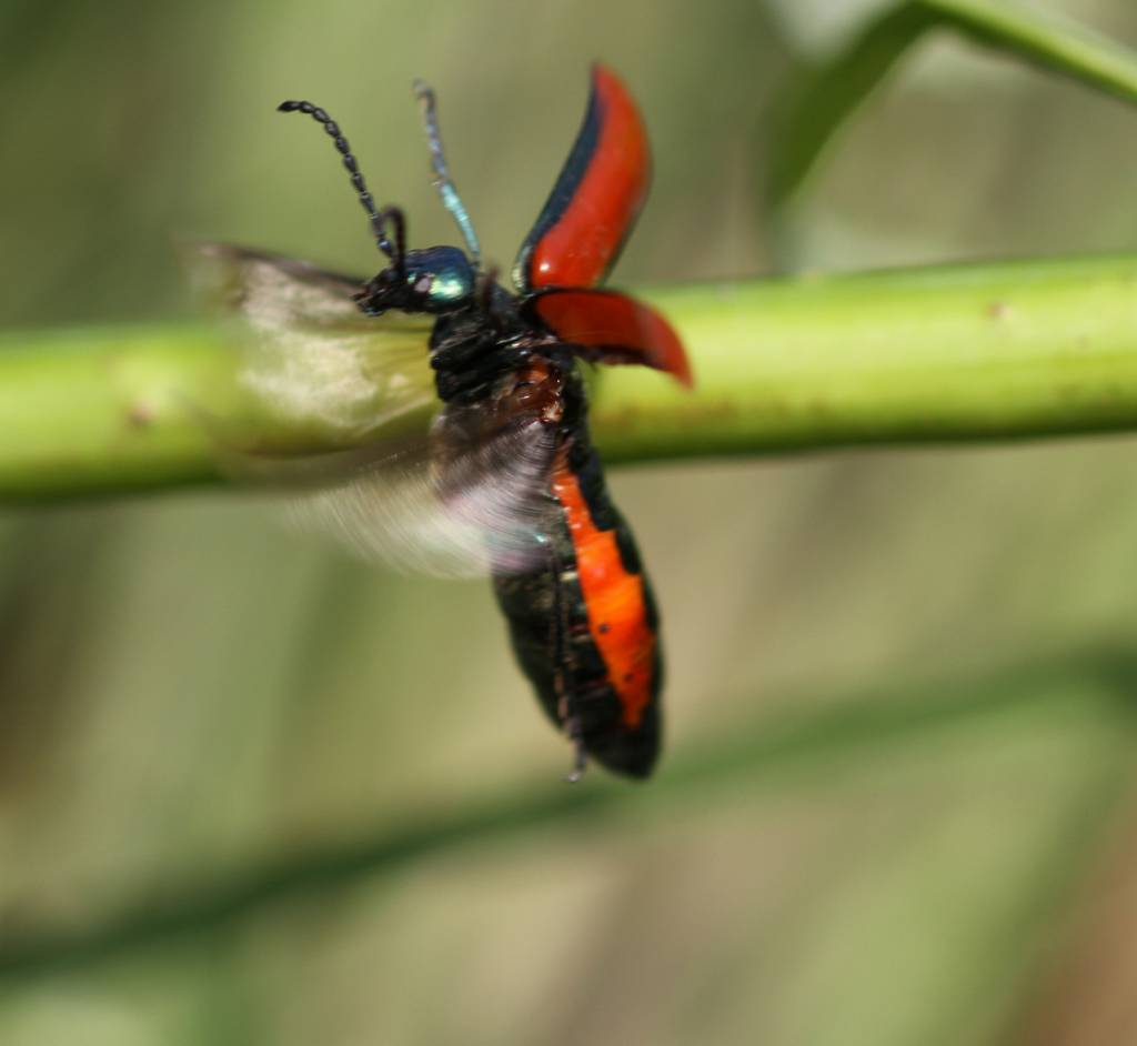 Lytta suturella - Шпанская мушка краснокрылая
