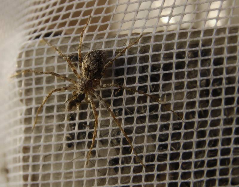 Ликозидный паук (Pardosa sp (?))