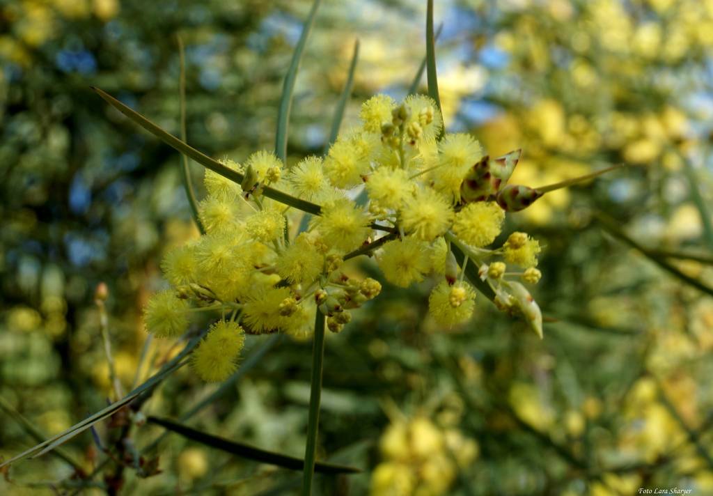 Acacia saligna - Акация ивовидная