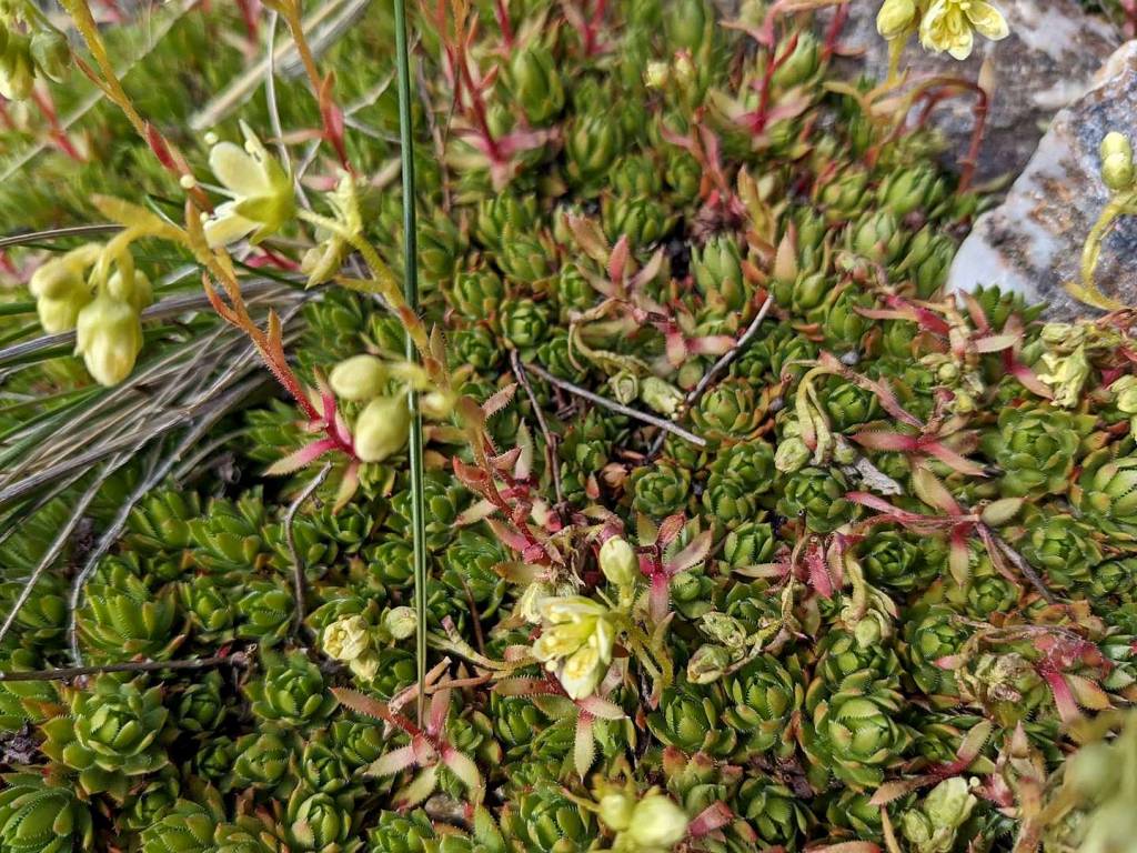 Saxifraga bronchialis subsp. funstonii