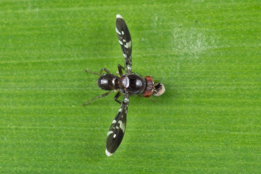 Noonamyia pleuralis
