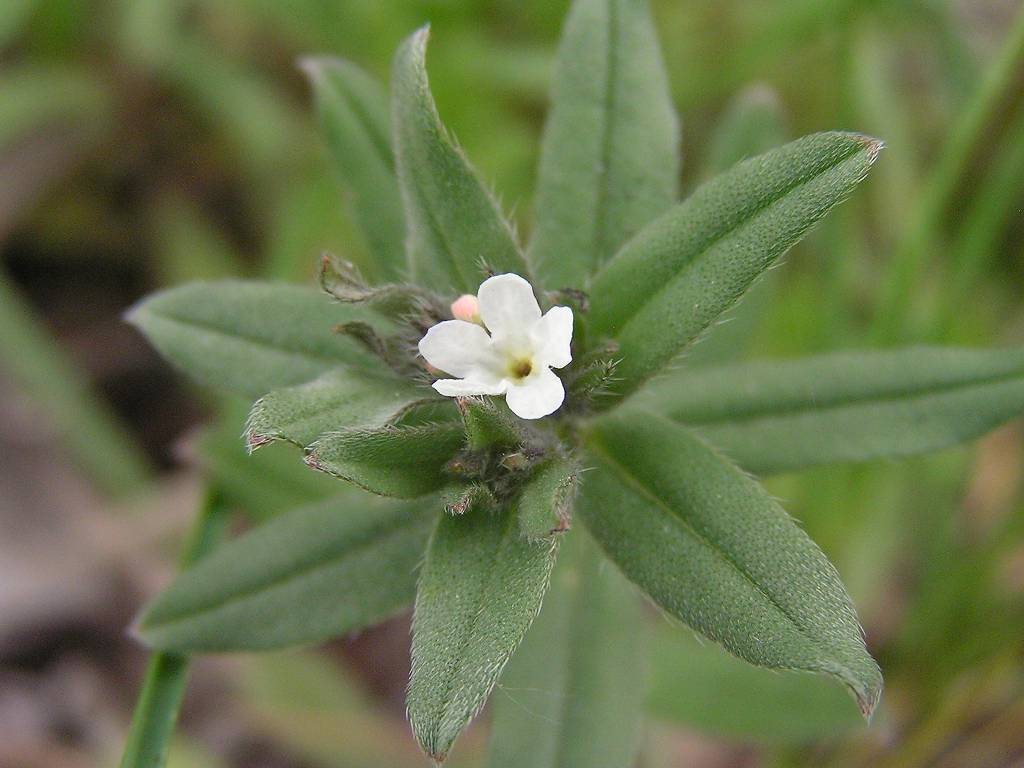 Buglossoides arvensis subsp. arvensis
