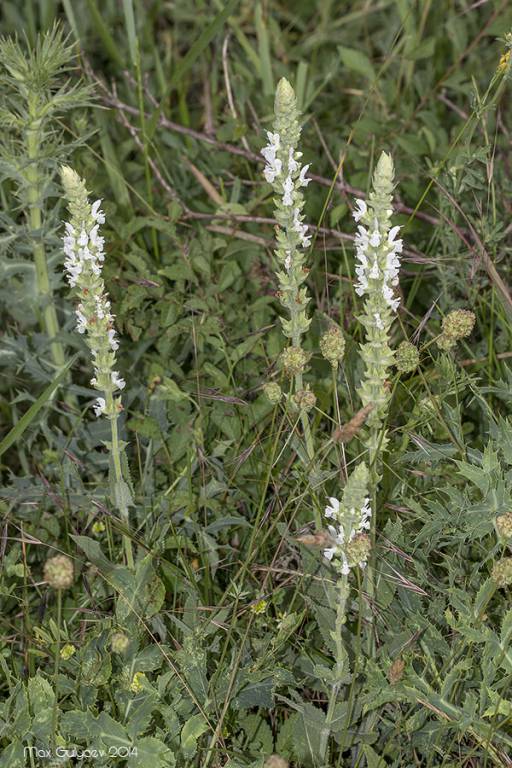 Salvia nemorosa subsp. pseudosylvestris - Шалфей остепнённый, шалфей степной, шалфей сухостепной