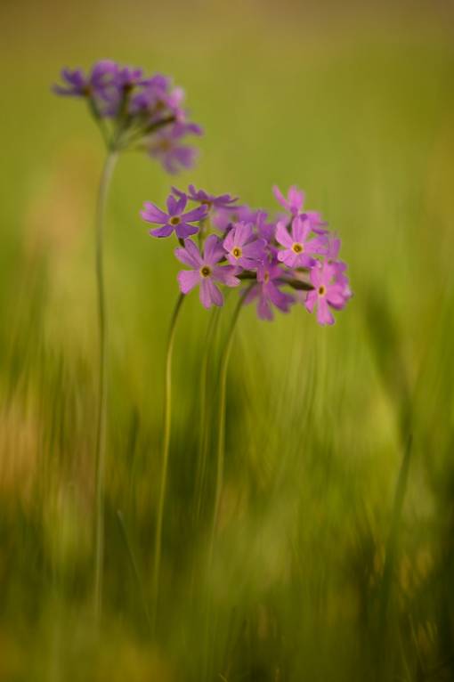 Primula farinosa - Первоцвет мучнистый
