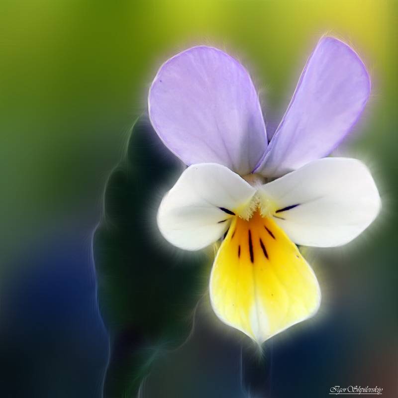 Viola tricolor L