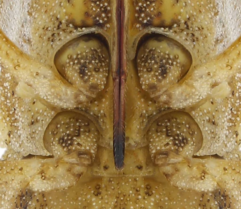 Centrocoris spiniger