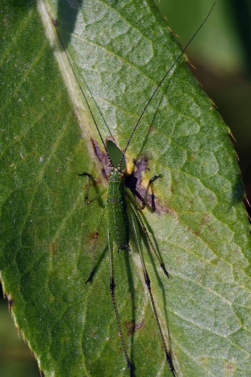 Phaneroptera falcata - Пластинокрыл обыкновенный