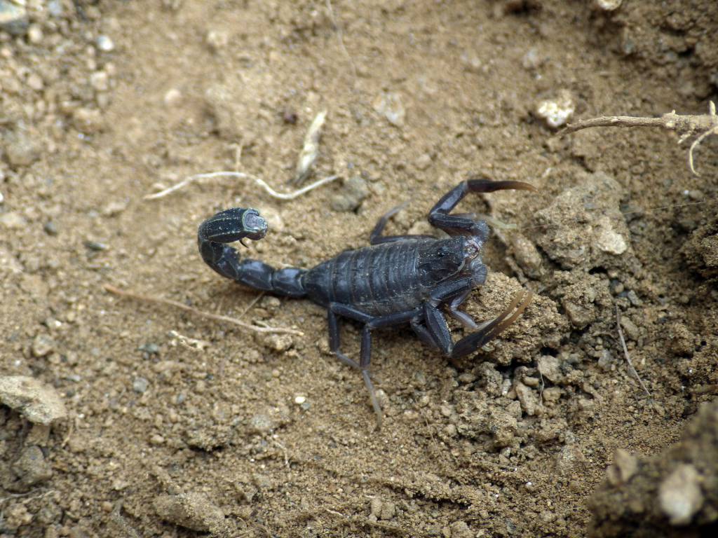 Androctonus crassicauda - Толстохвостый скорпион