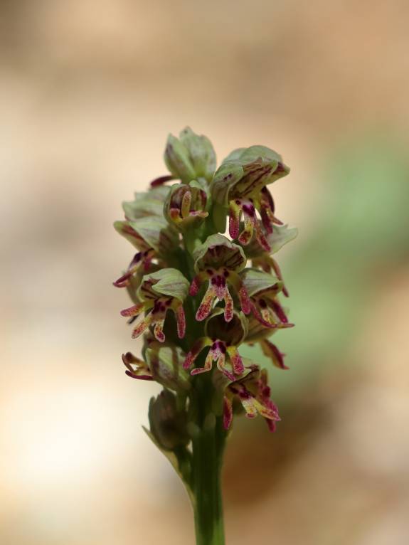Orchis galilaea - Ятрышник галилейский