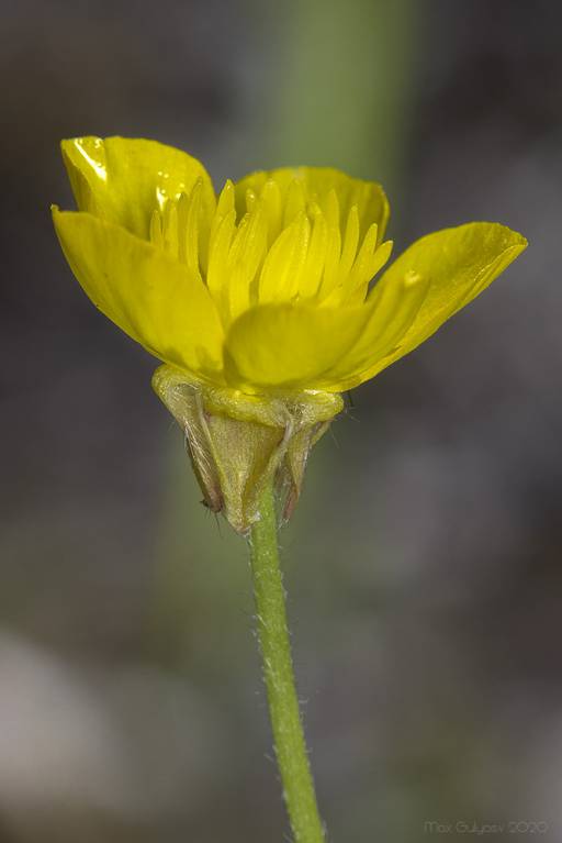 Ranunculus neapolitanus - Лютик неаполитанский, Лютик неапольский