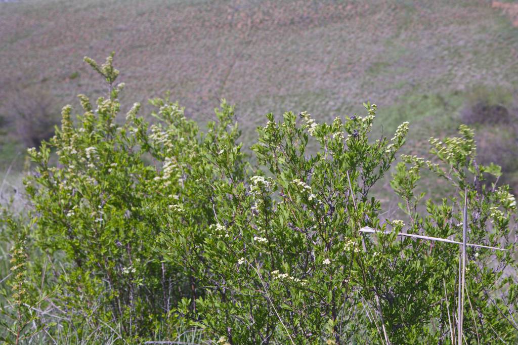 Spiraea hypericifolia - Спирея зверобоелистная, Таволга зверобоелистная