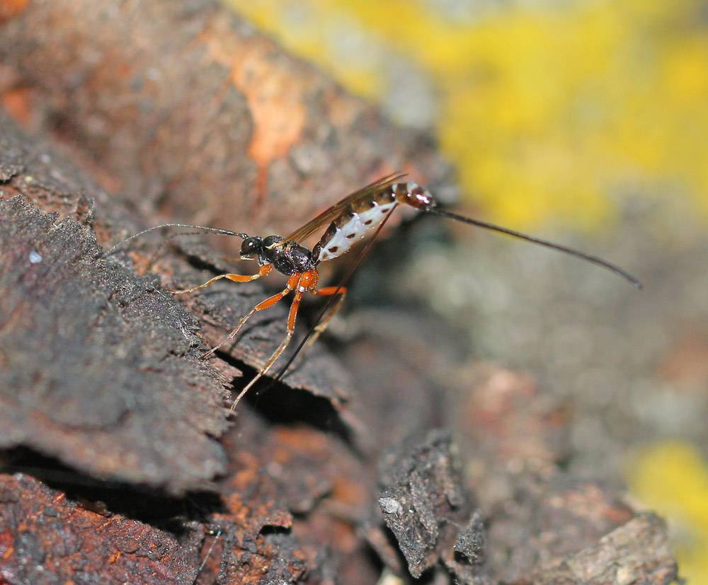 Ichneumonidae106
