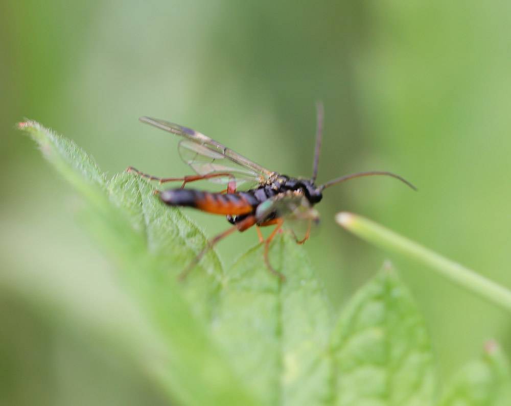 Ichneumonidae511