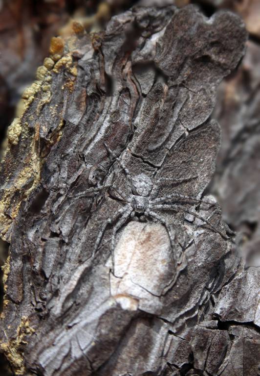 Philodromus margaritatus - Филодромус жемчужный