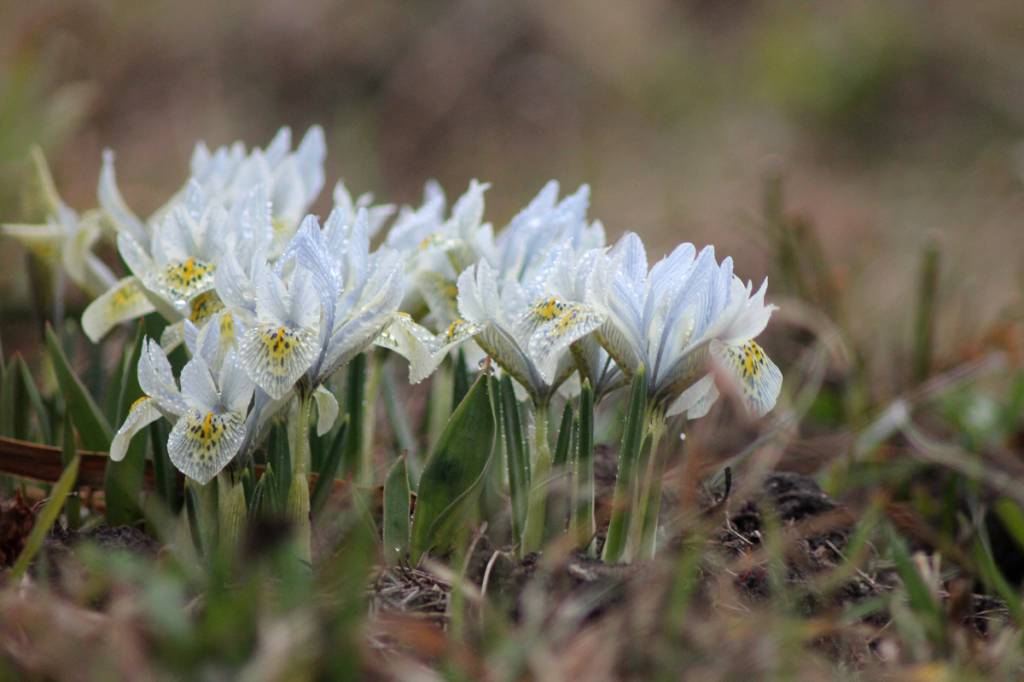 Iris reticulata - Ирис сетчатый