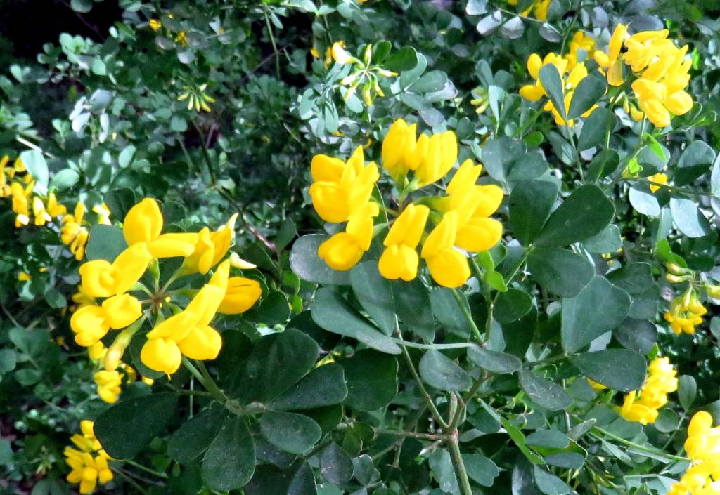 Coronilla valentina subsp. glauca - Вязель валенсийский сизый