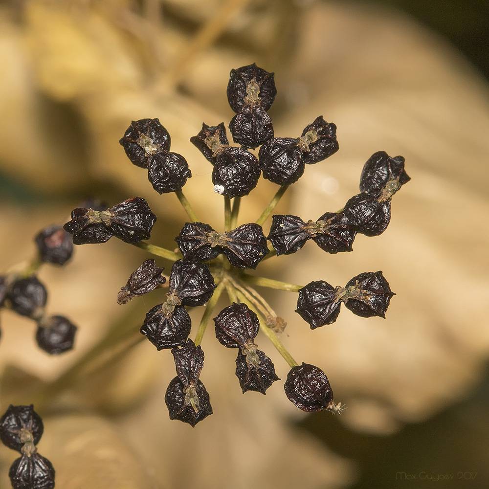 Smyrnium perfoliatum - Смирния пронзённолистная