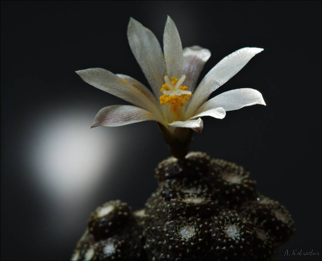 Blossfeldia liliputana - Блоссфельдия крошечная
