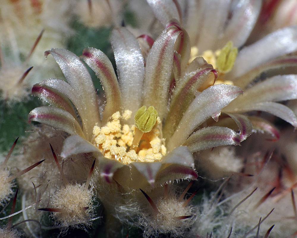 Mammillaria - Маммиллярия