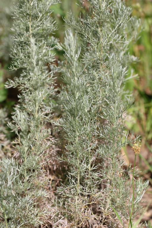 Artemisia austriaca - Полынь австрийская