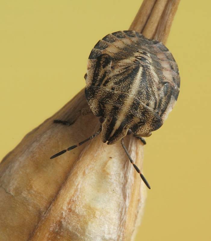 Graphosoma lineatum - Клоп линейчатый