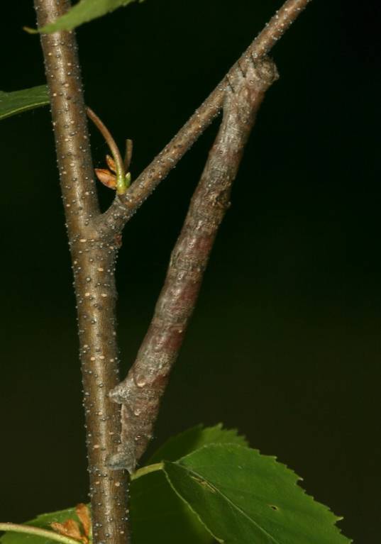 Hypomecis roboraria - Пяденица дымчатая большая