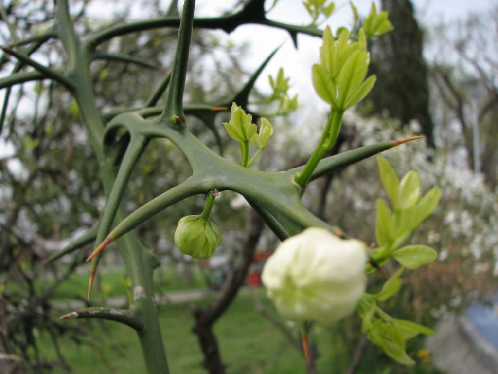 Poncirus trifoliata - Понцирус трёхлисточковый
