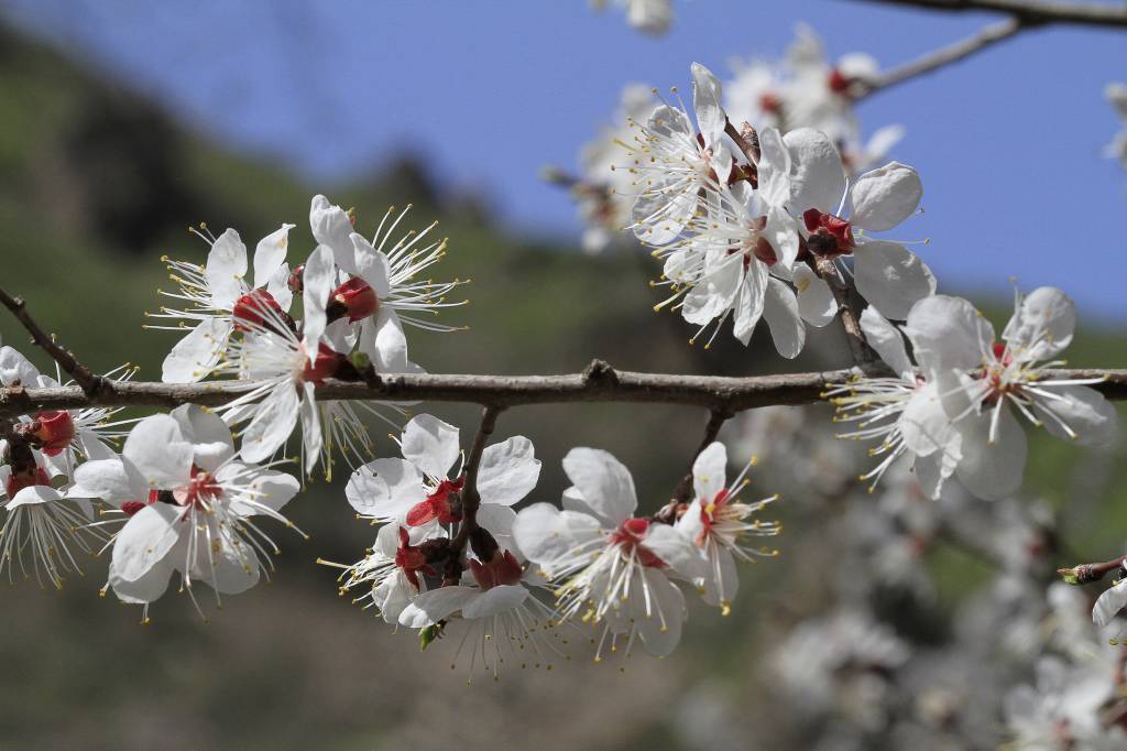 Prunus armeniaca - Абрикос