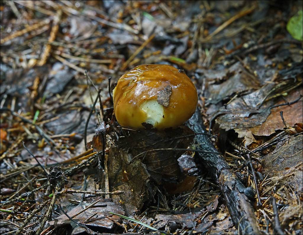 Russula foetens - Валуй, Бычок