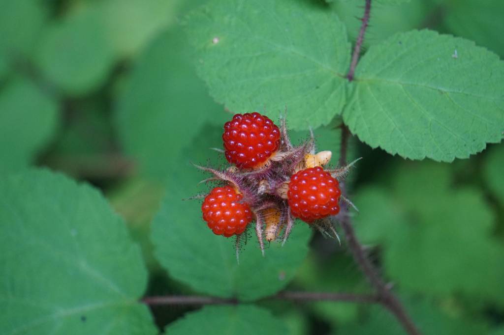Rubus phoenicolasius - Малина пурпурноплодная, Малина японская
