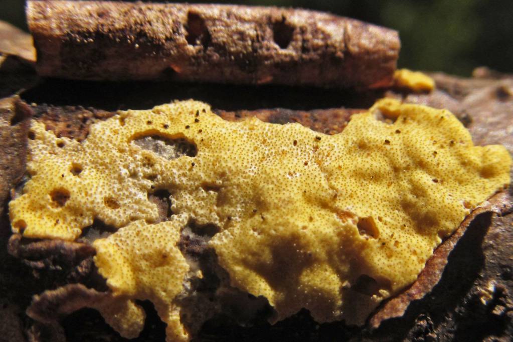 Hypocrea sulphurea - Гипокрея серно-желтая