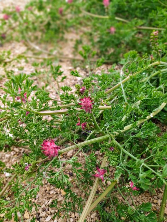 Fumaria densiflora - Дымянка густоцветковая