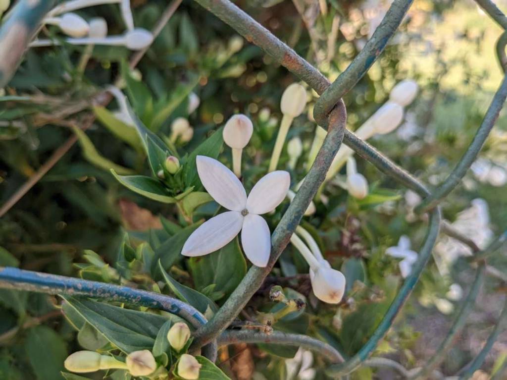 Bouvardia longiflora