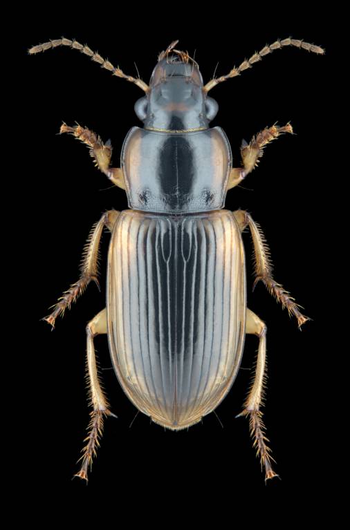 Anisodactylus sanctaecrucis