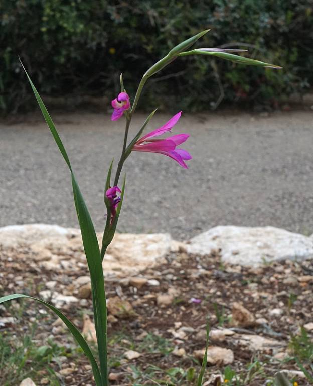 Gladiolus communis - Шпажник обыкновенный, Гладиолус обыкновенный
