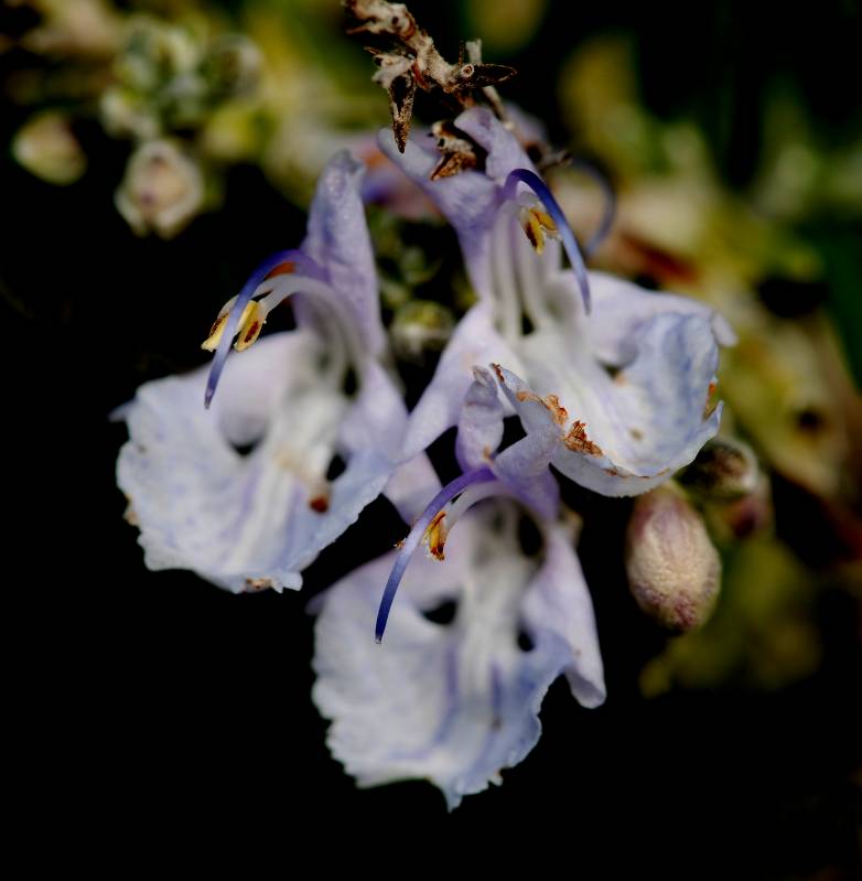 Rosmarinus officinalis - Розмарин обыкновенный или Розмарин лекарственный