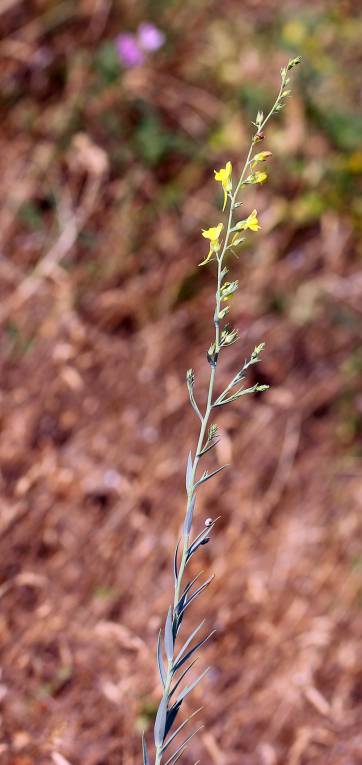 Linaria genistifolia - Льнянка дроколистная