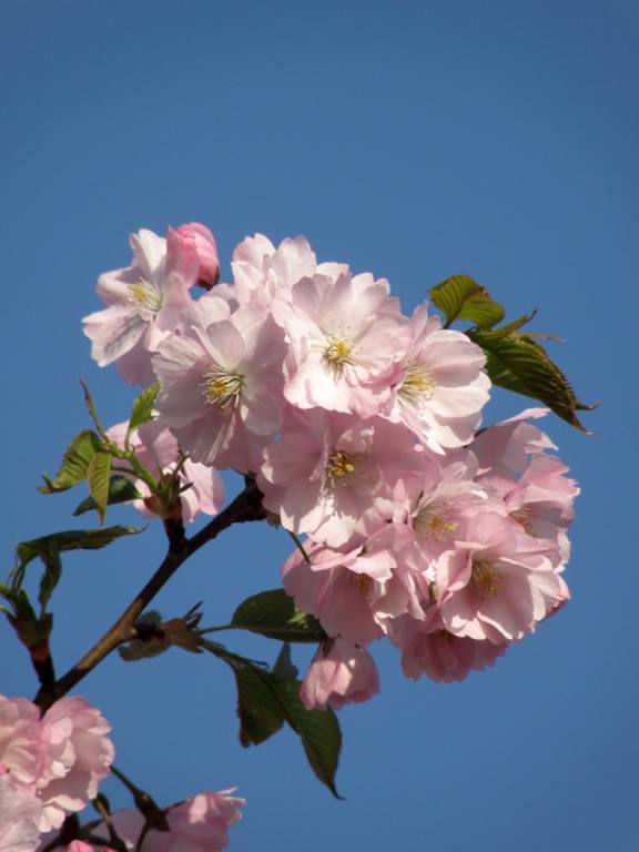 Prunus serrulata - Слива мелкопильчатая, Вишня мелкопильчатая