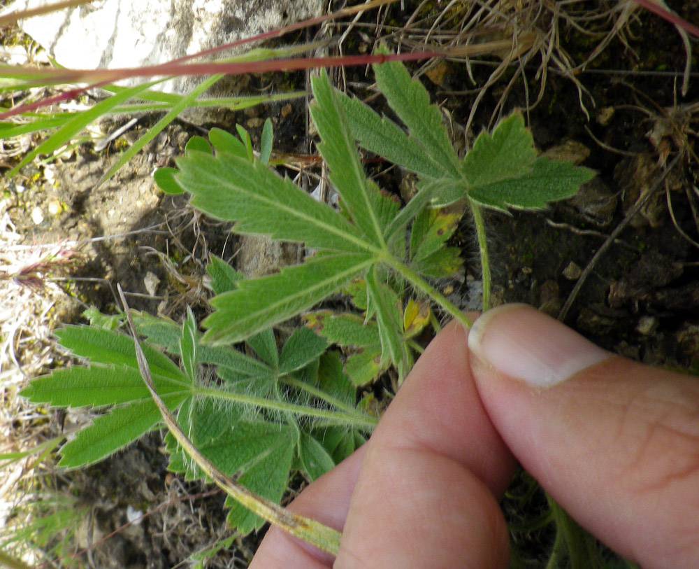 Potentilla recta ssp. obscura - Лапчатка тёмная