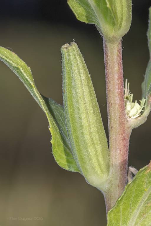Oenothera depressa - Ослинник иволистный