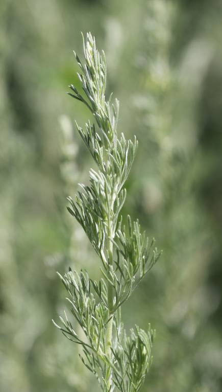 Artemisia austriaca - Полынь австрийская