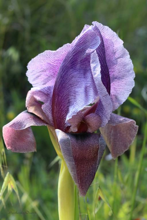 Iris haynei
