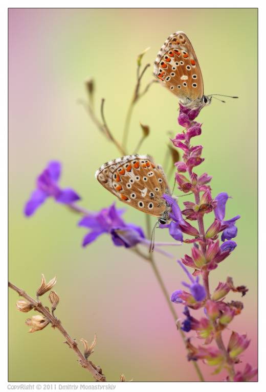 Polyommatus bellargus - Голубянка красивая