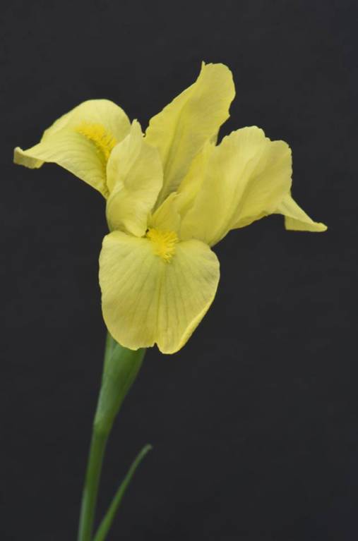 Iris arenaria - Касатик песчаный, Ирис песчаный