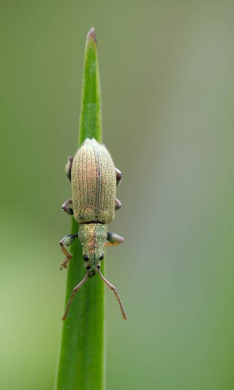 Phyllobius argentatus - Долгоносик серебристый