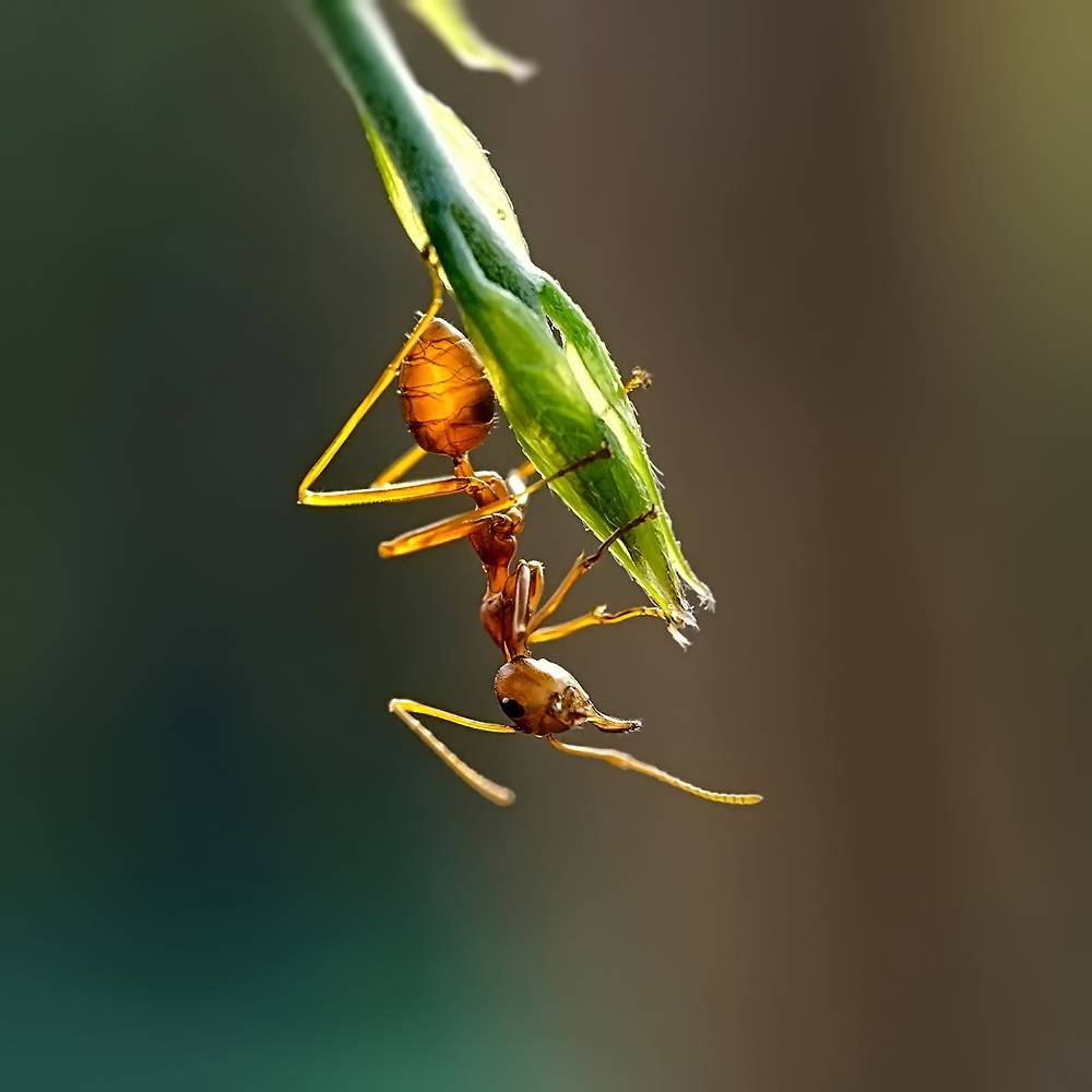 Лаосские муравьи...