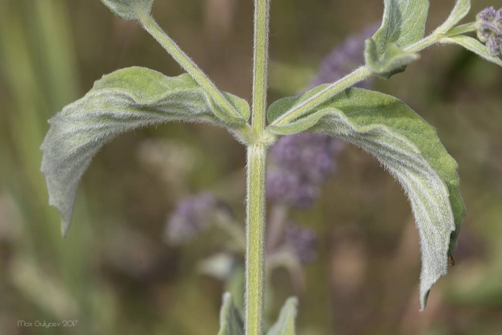 Mentha longifolia - Мята длиннолистная